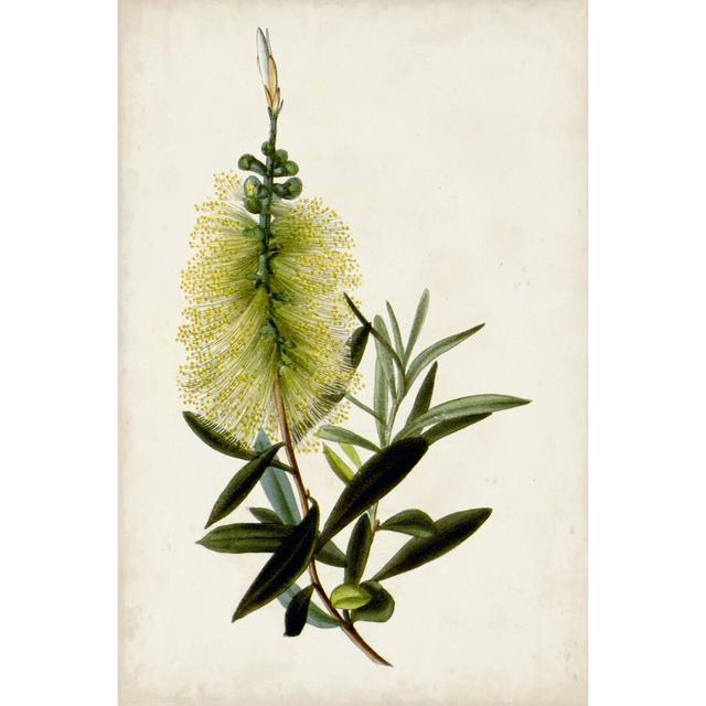 Bottle Brush Flower IV by John Miller - Wrapped Canvas Painting Print Marlow Home Co. Size: 91cm H x 61cm W on Productcaster.