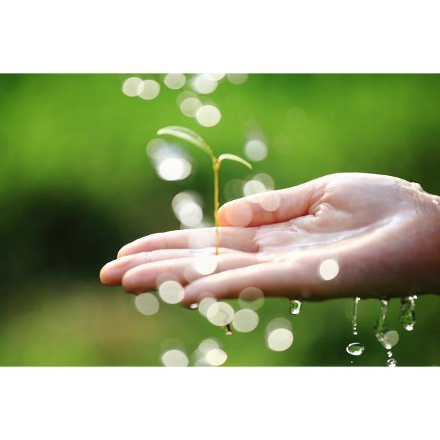 Hand Holding A Small Plant On Green Background by Kickimages - No Frame Print on Canvas 17 Stories Größe: 80 cm H x 120 cm B on Productcaster.