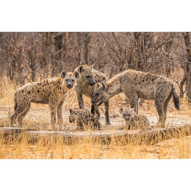 Hyenas (Crocuta Crocuta) On The Khwai River In Botswana, Africa, - Wrapped Canvas Print Ebern Designs Size: 61cm H x 91cm W x 3.8cm D on Productcaster.