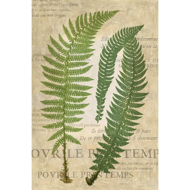 Fern Folio III by Vision Studio - Wrapped Canvas Painting Print Pergo Classics Size: 122cm H x 81cm W on Productcaster.