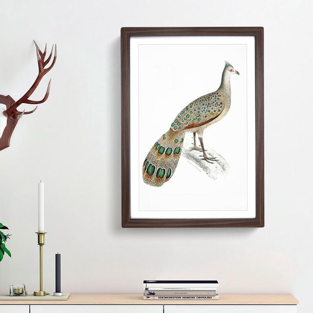 Peacock-Pheasant by John Edward Gray - Picture Frame Painting Print East Urban Home Frame Option: Walnut Framed, Size: 36cm H x 27cm W x 2cm D on Productcaster.