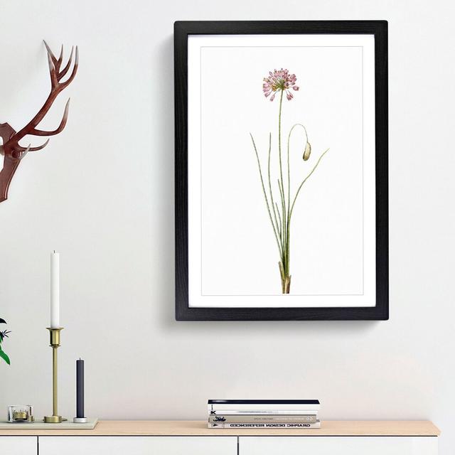 Autumn Onion Flowers by Pierre-Joseph Redoute - Picture Frame Painting Print on Paper East Urban Home Frame Option: Black Framed, Size: 33cm H x 24cm on Productcaster.