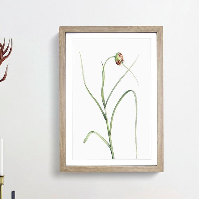 Garlic Flower in Bloom by Pierre-Joseph Redoute - Picture Frame Painting Print East Urban Home Size: 65cm H x 48cm W x 2cm D, Frame Option: Oak Framed on Productcaster.