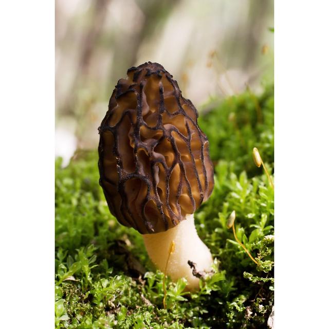 Morel Mushroom by Gabes1976 - Wrapped Canvas Photograph Alpen Home Size: 122cm H x 81cm W on Productcaster.