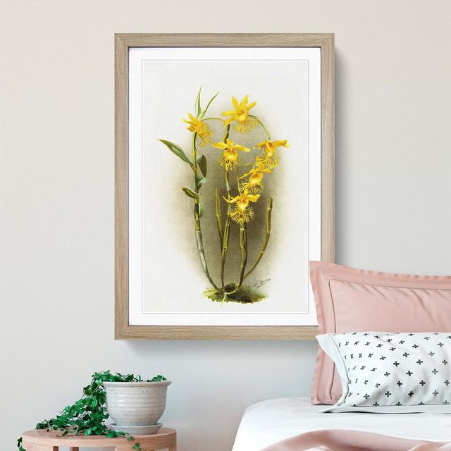 Magnolia Flowers Illustration Tab. 92 by Frederick Sander - Picture Frame Painting Print East Urban Home Size: 50cm H x 35cm W x 2cm D, Frame Option: on Productcaster.