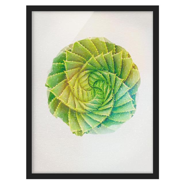 Spiral Aloe - Picture Frame Graphic Art Bay Isle Home Size: 55cm H x 40cm W x 2cm D, Frame Option: Black Framed on Productcaster.