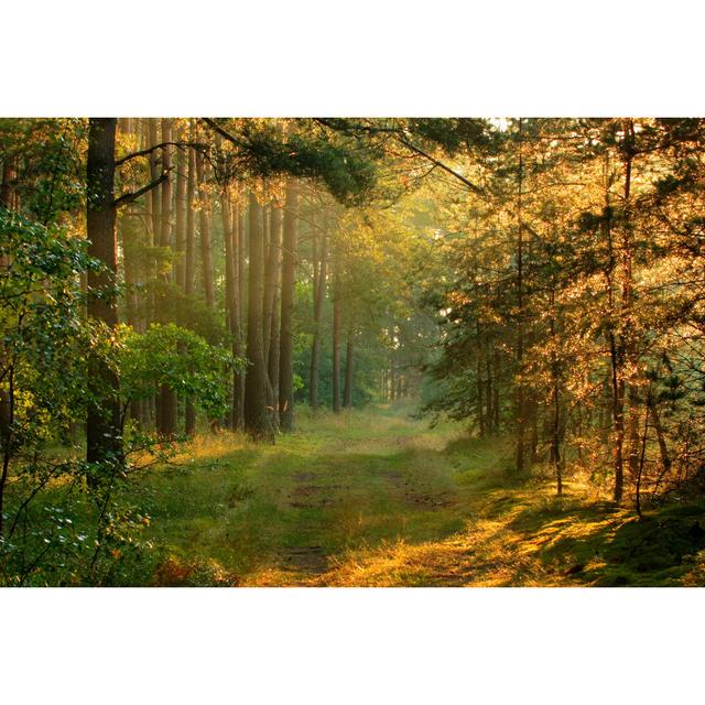 Forest And Sun Rays by Konradlew - No Frame Art Prints on Canvas Alpen Home Size: 61cm H x 91cm W on Productcaster.