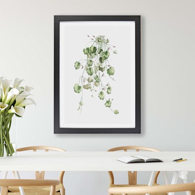 'Kenilworth Ivy Flowers' by Pierre-Joseph Redoute - Picture Frame Painting Print on Paper East Urban Home Frame Option: Black, Size: 45cm H x 63cm W x on Productcaster.