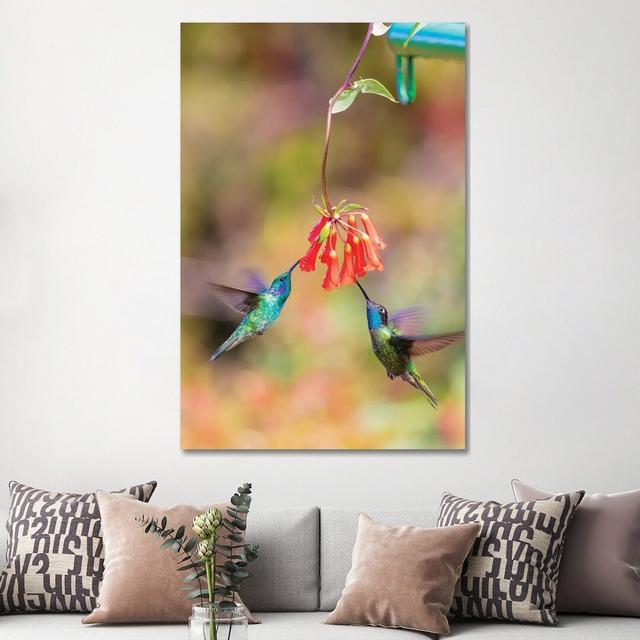 Central America, Costa Rica. Male Hummingbirds Feeding. by Jaynes Gallery - Wrapped Canvas Gallery-Wrapped Canvas Giclée Brayden Studio Size: 152.4cm on Productcaster.