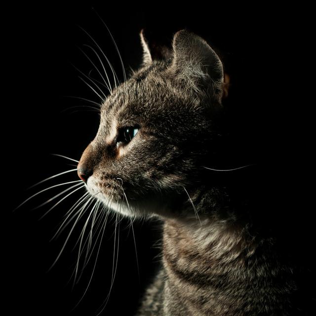 Portrait Of Tabby Cat by Benjaminalbiach - Wrapped Canvas Photograph Latitude Run Size: 122cm H x 122cm W on Productcaster.