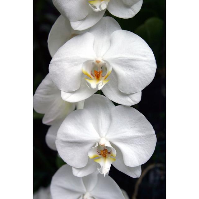 A Set Of White Orchids On A Black Background by Petershort - No Frame Art Prints on Canvas 17 Stories Size: 120cm H x 80cm W on Productcaster.