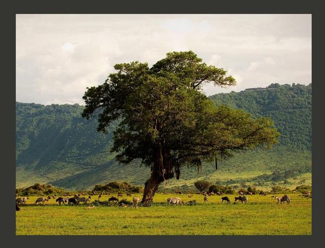 In a Crater of Ngoro Ngoro 3.09m x 400cm Wallpaper East Urban Home Size: 400 cm x 309 cm on Productcaster.