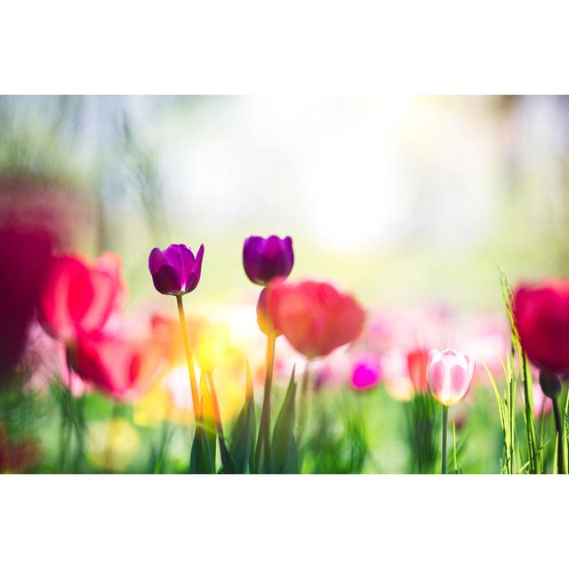 Meadow With Colorful Tulips by Borut Trdina - No Frame Print on Canvas 17 Stories Size: 51cm H x 76cm W on Productcaster.