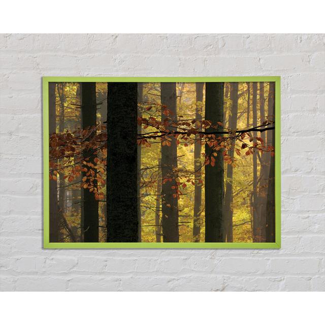 Golden Light Through The Trees - Single Picture Frame Art Prints Union Rustic Size: 21cm H x 29.7cm W x 2cm D on Productcaster.