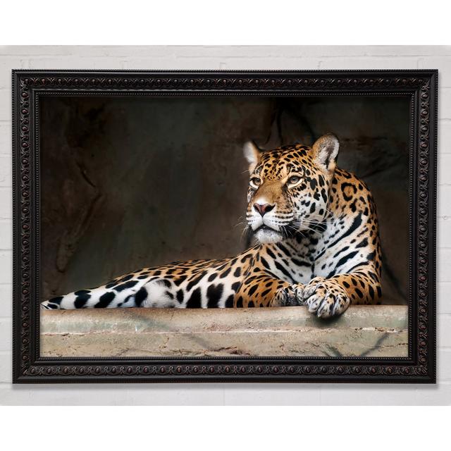 Young Tiger Resting Framed Print Bright Star Size: 84.1cm H x 118.9cm W on Productcaster.