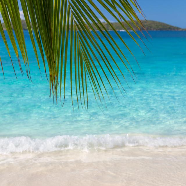 Palm Frond On A Beach by Cdwheatley - No Frame Art Prints on Canvas Beachcrest Home Size: 51cm H x 51cm W on Productcaster.