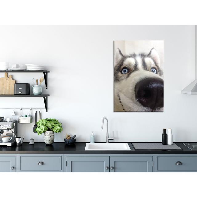 Happy Husky - Unframed Photograph on Glass Brayden Studio Size: 100cm H x 70cm W x 0.4cm D on Productcaster.