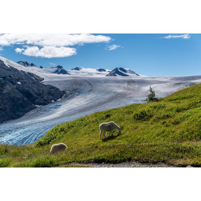 Mountain Goats And Glaciers In Alaska by Jaime Espinosa De Los Monteros - Wrapped Canvas Print Union Rustic Size: 20cm H x 30cm W on Productcaster.