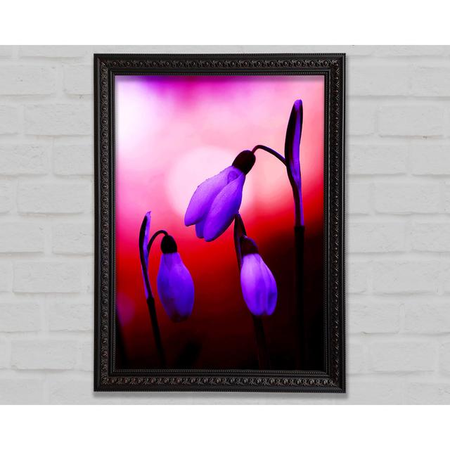 Violet Snowdrops - Single Picture Frame Art Prints Bright Star Size: 29.7cm H x 21cm W on Productcaster.