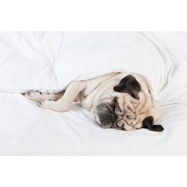 Pug Lying In Bed by Purple_Queue - Wrapped Canvas Photograph 17 Stories Size: 30cm H x 46cm W on Productcaster.