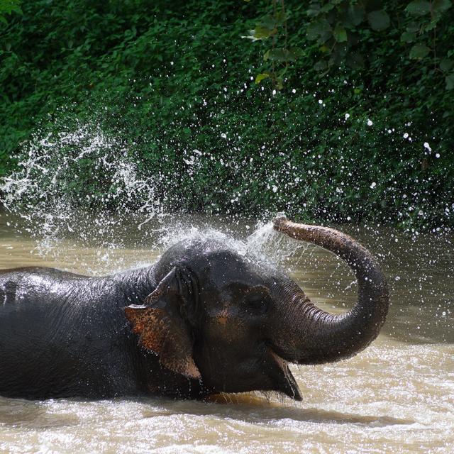 Elephant Bath by Nirutistock - Wrapped Canvas Photograph Latitude Run Size: 51cm H x 51cm W on Productcaster.