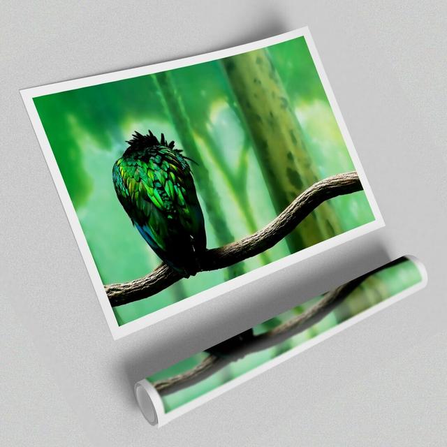 Parrot Perch - Photograph Print on Paper East Urban Home Size: 59.4 cm H x 84.1 cm W on Productcaster.