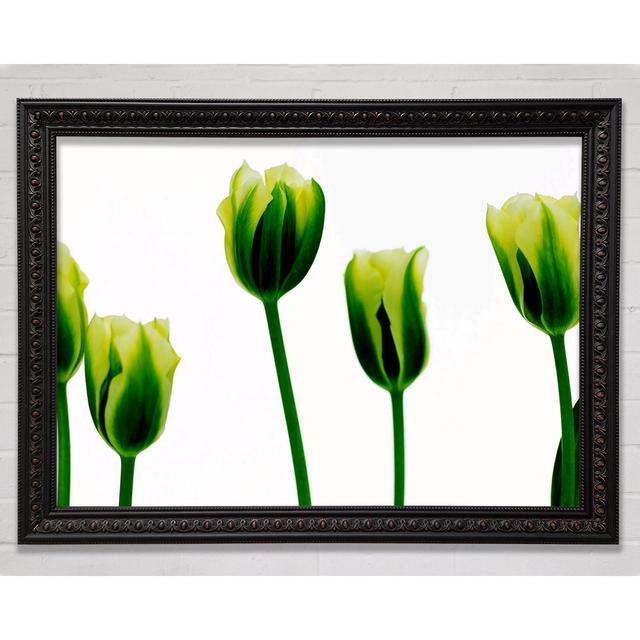 Silver Green Tulip Parade - Single Picture Frame Art Prints Bright Star Size: 42cm H x 59.7cm W x 3cm D on Productcaster.