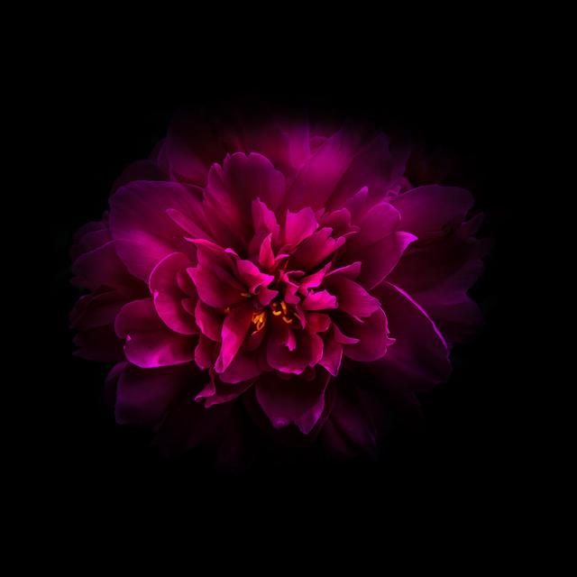 Red Peony by Brian Carson - Wrapped Canvas Print Latitude Run Size: 51cm H x 51cm W on Productcaster.