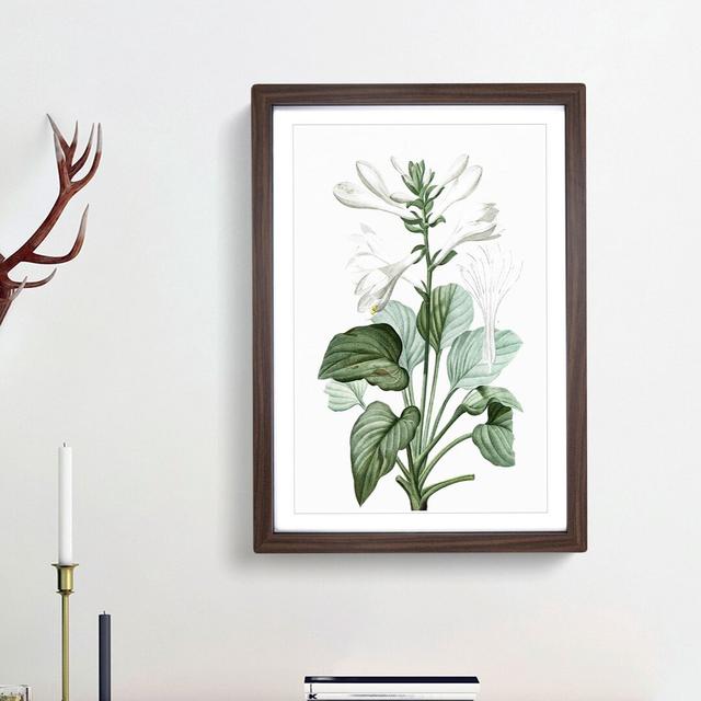 White Daylily Flowers by Pierre-Joseph Redoute - Picture Frame Art Prints East Urban Home Size: 48cm H x 36cm W x 2cm D, Frame Option: Walnut Framed on Productcaster.