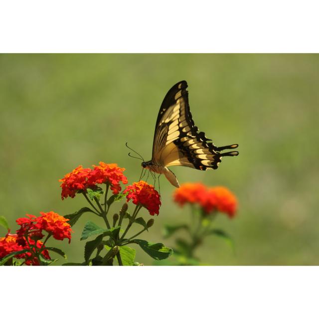 Sidley Butterfly On Flower by Steeric - Wrapped Canvas Photograph Brambly Cottage Size: 20cm H x 30cm W x 3.8cm D on Productcaster.