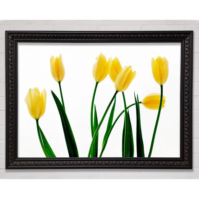 Yellow Tulip March Framed Print Bright Star Size: 59.7cm H x 84.1cm W on Productcaster.