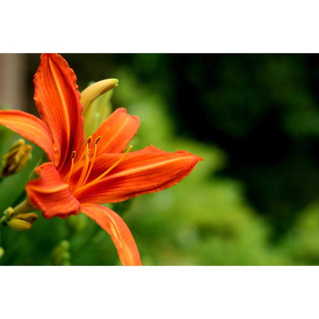 Day lilly - Wrapped Canvas Photograph 17 Stories Size: 20cm H x 30cm W on Productcaster.