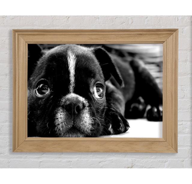 Black French Bulldog Puppy - Picture Frame Art Prints Bright Star Size: 100cm H x 141.4cm W on Productcaster.