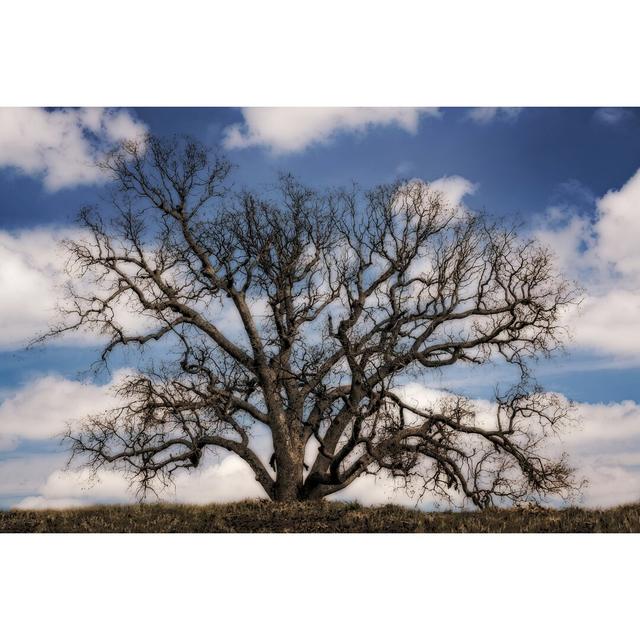 Grand Oak Tree III - Wrapped Canvas Photograph Marlow Home Co. Size: 51cm H x 76cm W on Productcaster.