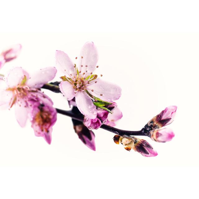 Blossom by MarcoMarchi - No Frame Art Prints on Canvas 17 Stories Size: 30cm H x 46cm W on Productcaster.