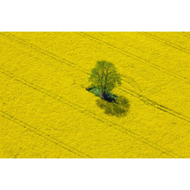 Oilseed Rape Field by Cinoby - No Frame Art Prints on Canvas Brambly Cottage Size: 60cm H x 40cm W on Productcaster.