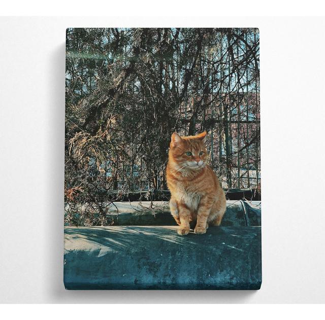 Orange Cat In The Pines. ModernMoments Größe: 50,8 cm H x 35,6 cm B on Productcaster.