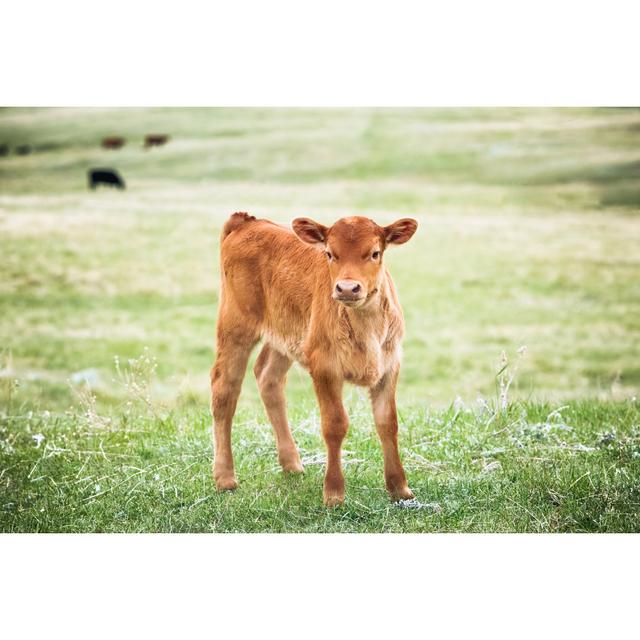 Red Angus Calf Standing In Green Grass Of A Montana Ranch Pasture von Debibishop - No Frame Art Prints on Canvas Alpen Home Größe: 60 cm H x 90 cm B on Productcaster.