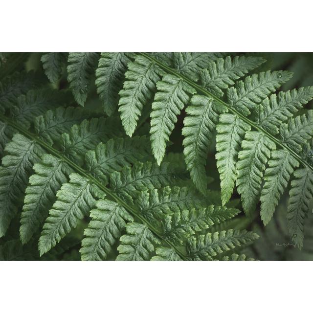 Lady Ferns III Colour by Alan Majchrowicz - Wrapped Canvas Painting Print Bay Isle Home Size: 81cm H x 122cm W on Productcaster.