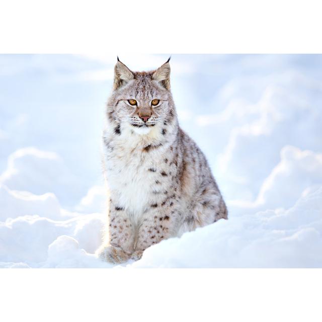 Beautiful Lynx Cub Sits in the Cold Snow by kjekol - Wrapped Canvas Photograph Union Rustic Size: 61cm H x 91cm W x 3.8cm D on Productcaster.