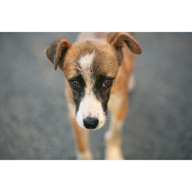 Sad Street Dog Looks At The Camera Homeless Animals - Wrapped Canvas Print Ebern Designs Size: 51cm H x 76cm W on Productcaster.