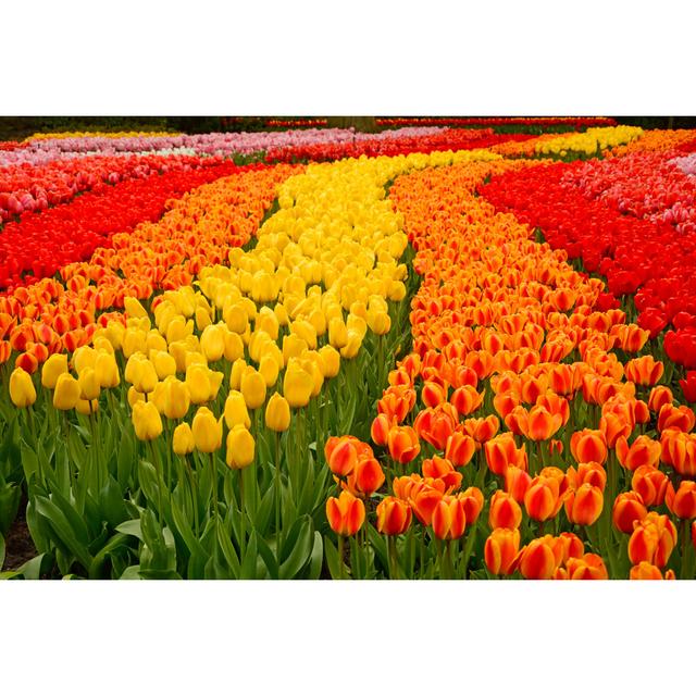 Tulips - Wrapped Canvas Print Brambly Cottage Size: 51cm H x 76cm W x 3.8cm on Productcaster.