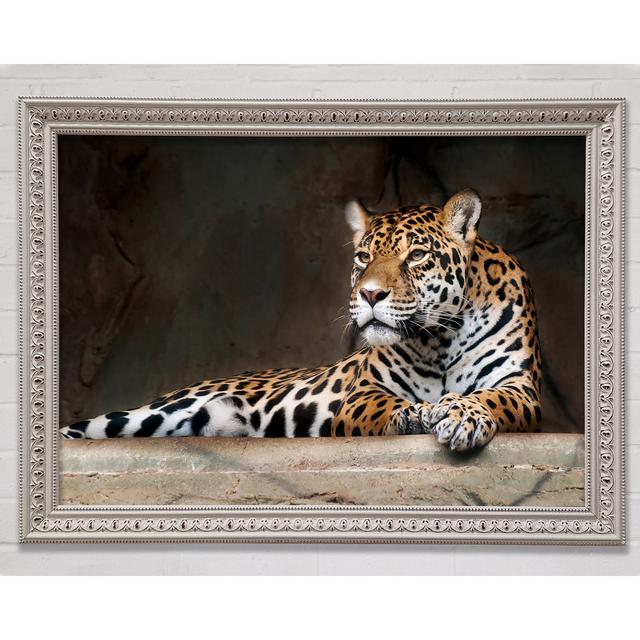 Young Tiger Resting Framed Print Bright Star Size: 29.7cm H x 42cm W x 3cm D on Productcaster.