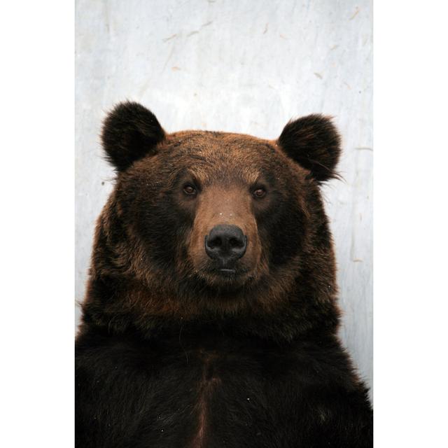 Bear Portrait by Alanjacky - Wrapped Canvas Print Union Rustic Size: 30cm H x 20cm W on Productcaster.