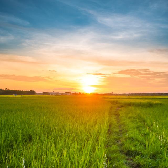 Green Rice Fild With Evening Sky by Primeimages - Wrapped Canvas Print 17 Stories Size: 91cm H x 91cm W x 3.8cm D on Productcaster.