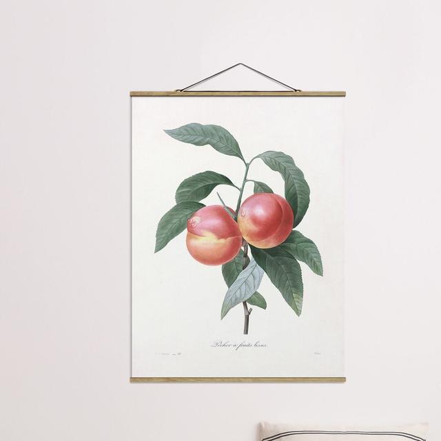 Stoffbild Botany Vintage Illustration Peach Sommerallee Größe: 66,4 cm H x 50 cm B x 0,3 cm T on Productcaster.