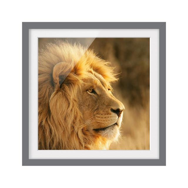 Lion King Framed Photographic Art Print East Urban Home Rahmenoptionen: Matt grey, Size: 50cm H x 50cm W on Productcaster.