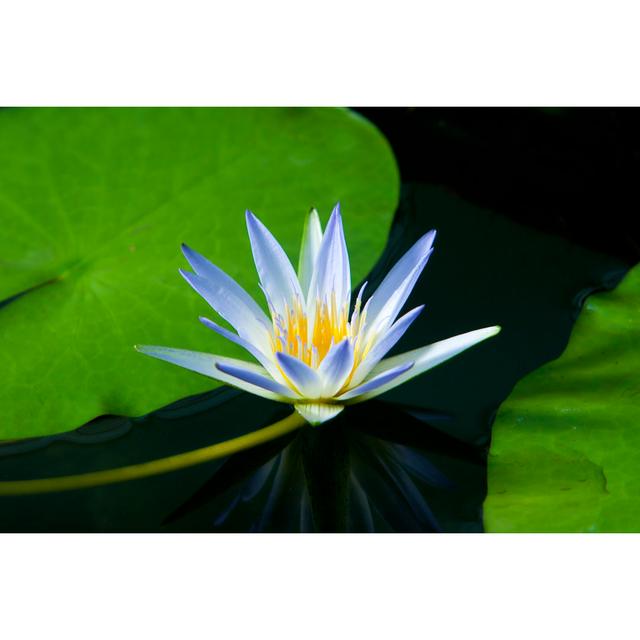 Amazon Water Lily - Print 17 Stories Size: 30cm H x 46cm W x 3.8cm D on Productcaster.