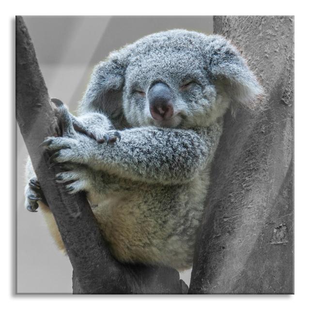 Sleeping Koala in a Tree - Unframed Photograph on Glass 17 Stories Size: 70cm H x 70cm W x 0.4cm D on Productcaster.