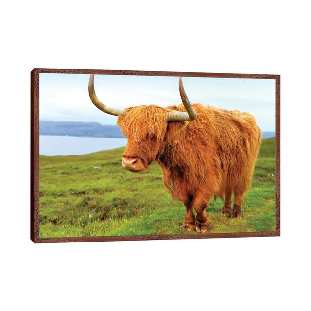 Highland Cow I by Susanne Kremer - Gallery-Wrapped Canvas Giclée on Canvas Gracie Oaks Size: 45.72cm H x 66.04cm W x 3.81cm D, Format: Classic Wood Fr on Productcaster.